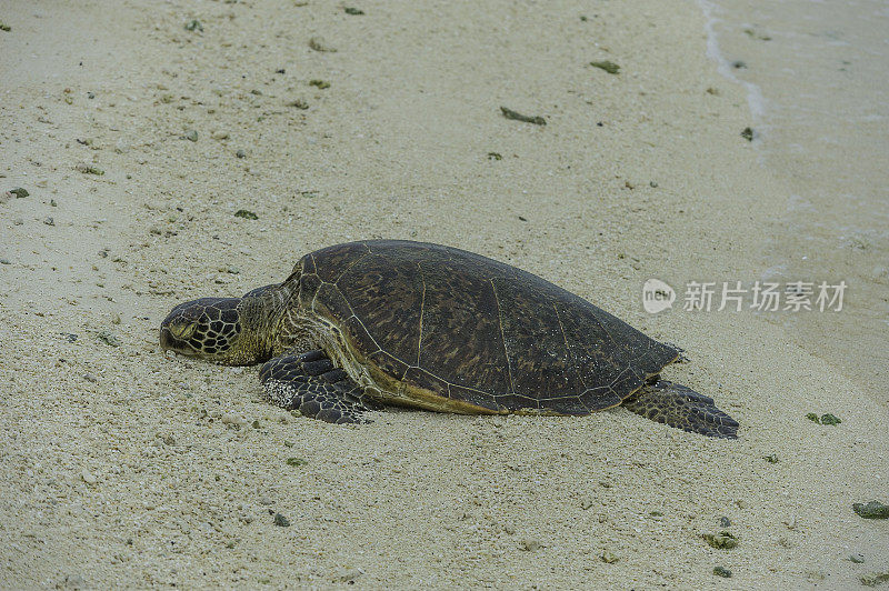 绿海龟(Chelonia mydas)，也被称为绿海龟，黑海龟，或太平洋绿海龟，是龟科的一种大型海龟。发现于Papahānaumokuākea海洋国家纪念碑，中途岛，中途岛的水域